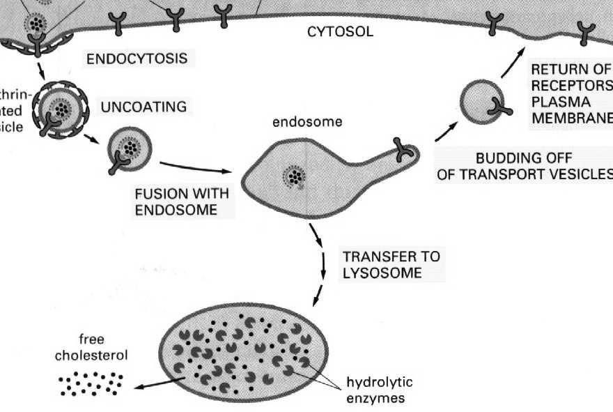 trawienne - późny endosom przekształca się w lizosom 9.