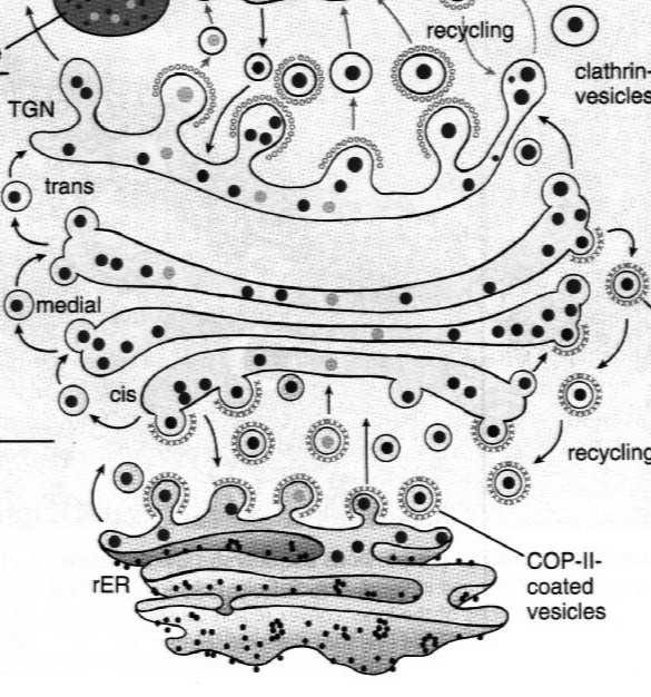 Lizosomy pęcherzyki, w których zachodzi trawienie wewnątrzkomórkowe; zawierają enzymy trawienne (hydrolazy) i trawione substancje Powstawanie pęcherzyków hydrolazowych 1.
