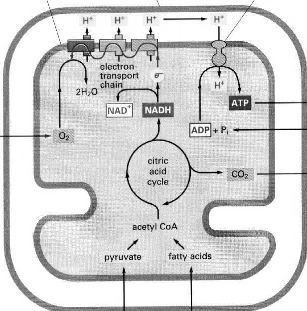 (TIM) łańcuch przenośników elektronów grzybki mitochondrialne -