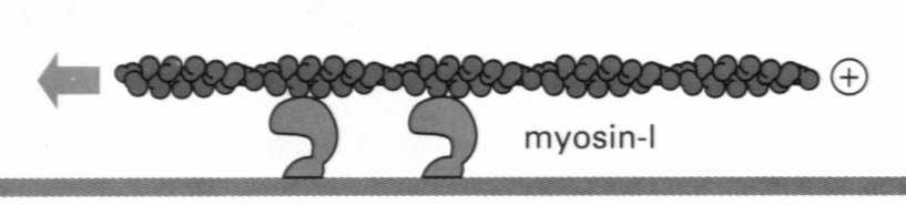 dyneina kinezyna - + mikrotubula Po powierzchni mikrotubul mogą kroczyć dwa