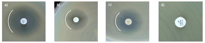 Stenotrophomonas maltophilia Tabele wartości granicznych EUCAST wersja 6.0, obowiązująca od 01.