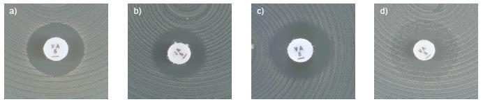 Enterococcus spp. Tabele wartości granicznych EUCAST wersja 6.0, obowiązująca od 01.01.2016 Przykłady wyglądu stref zahamowania wzrostu dla Enterococcus spp.