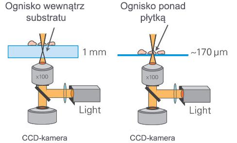 Unikalne cechy płytek i szalek IBIDI Grubość płytki jest kluczowym aspektem jakości obrazowania. Typowa grubość szkiełek nakrywkowych wynosi 0,17 mm (170 µm).