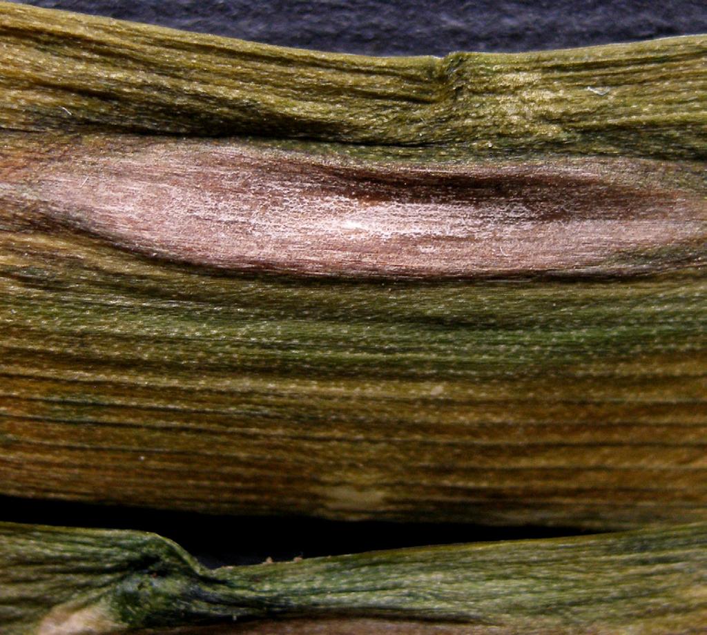 Ramularia