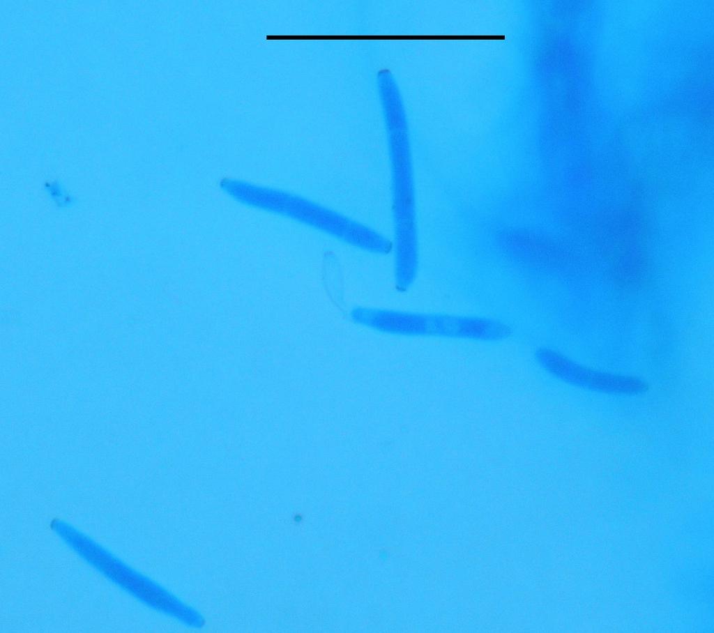 on Populus alba (1