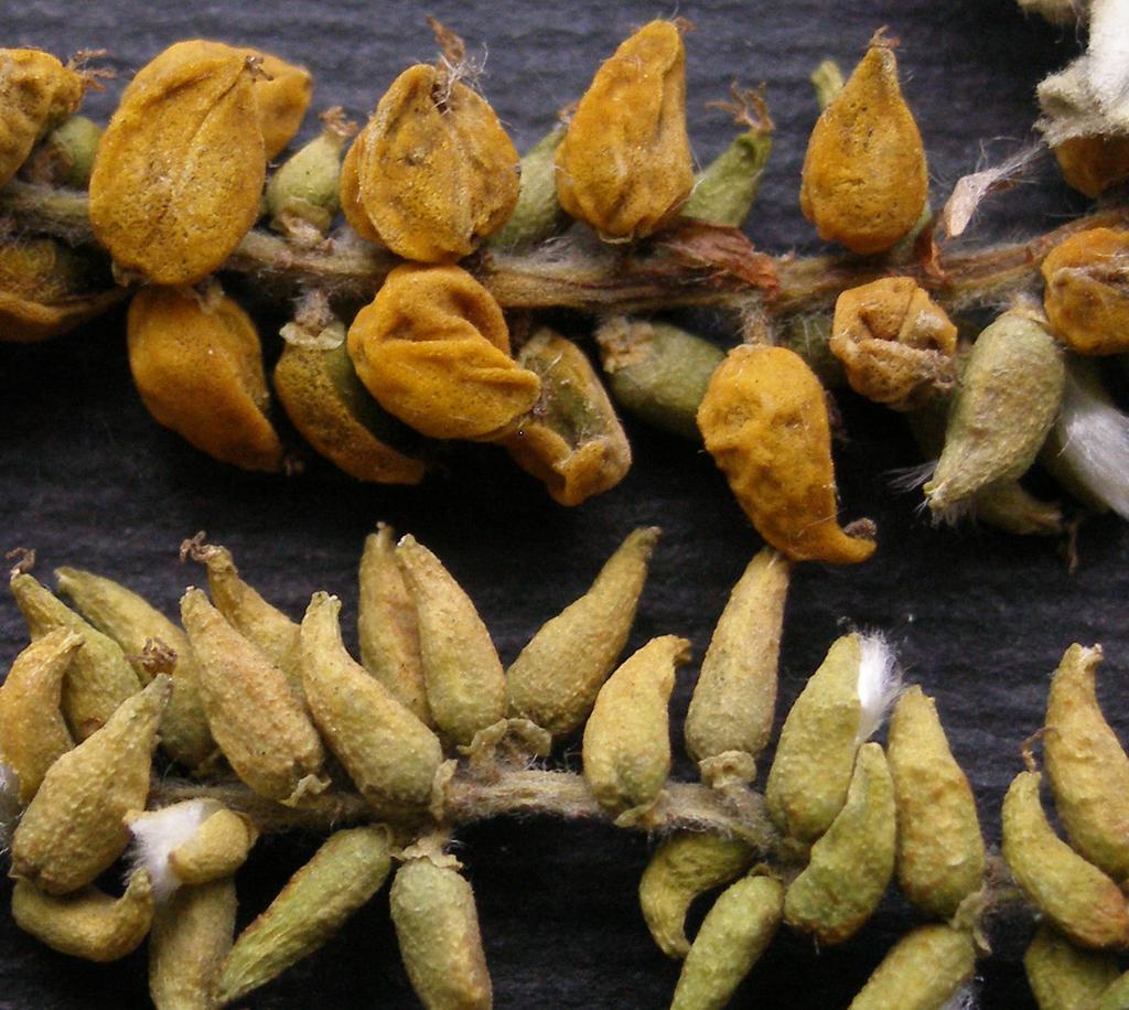 2 specimen