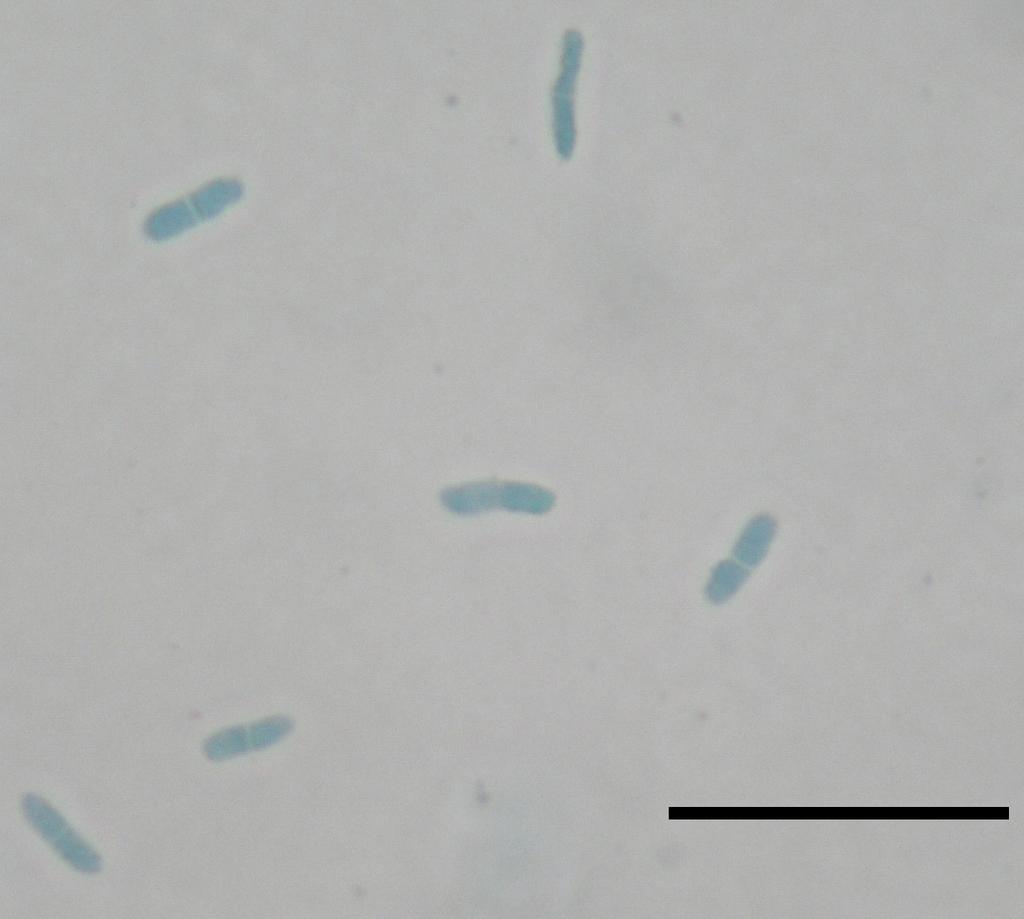 Ascochyta