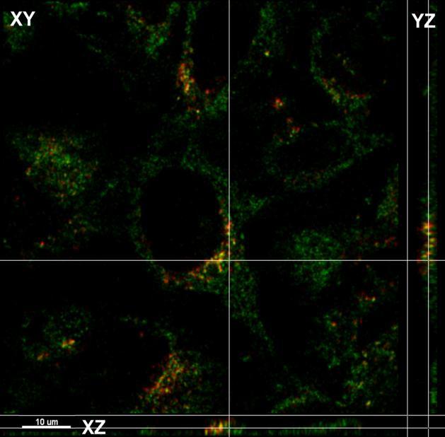 Kluczowym parametrem materiałów w zastosowaniach biologicznych jest ich biokompatybilność. Biokompatybilność nanostrukturalnych materiałów na bazie ZnAl 2 O 4 będzie raportowana w rozdziale 4.3.