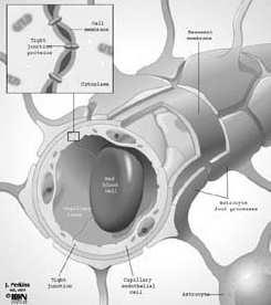 astrocytów Blaszka podstawna Selektywna przepuszczalność naczyń włosowatych w mózgu jest wynikiem