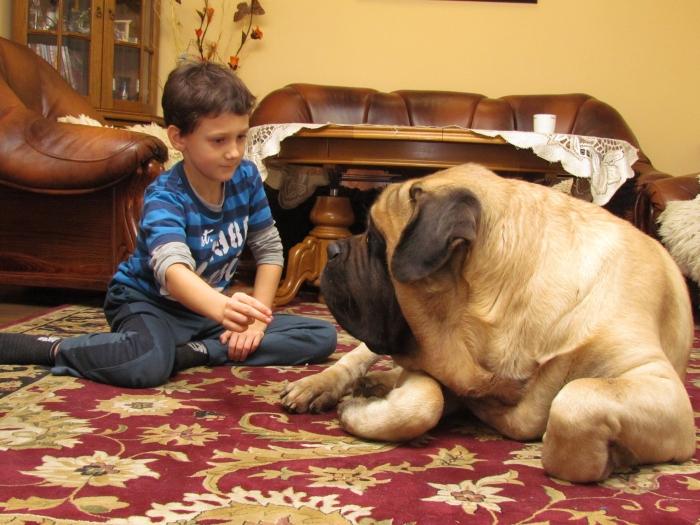 O Nas oraz o tym jak tko to wszys się zaczęło pies i jest mastiff". Mastify są różne i bardzo elitarne, odpowiednika dla nich właściwie brak. Co do nas.