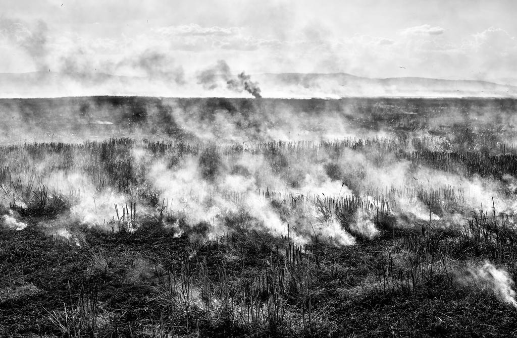 Co roku w pożarach wywołanych wypalaniem traw giną