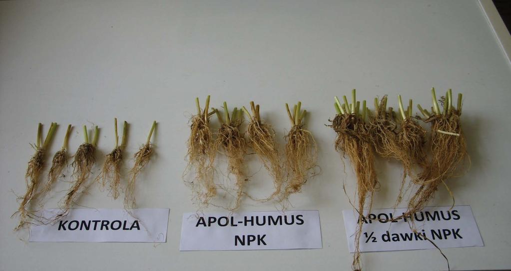 Porównanie systemu korzeniowego pszenicy ozimej po zastosowania