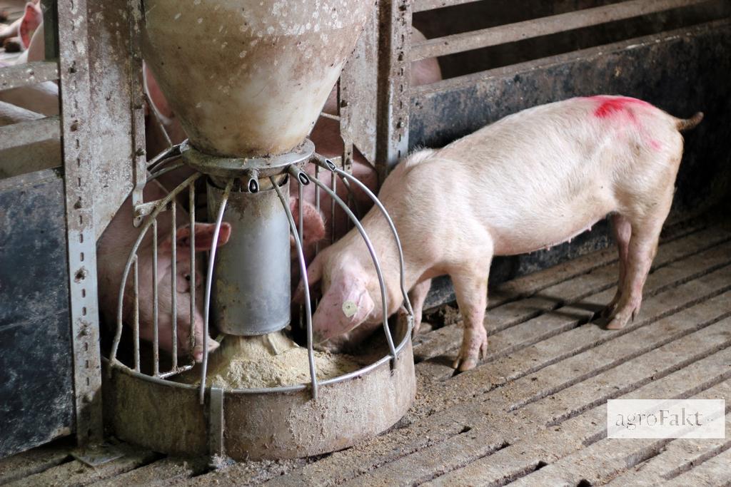 https://www. System i technologia żywienia świń mają zasadniczy wpływ na właściwe pobranie paszy, a także na jakość wieprzowiny.