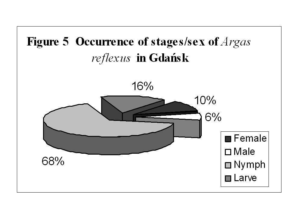 Mass occurrences of pigeon ticks causes and effects Attacks of pigeon ticks on humans are fairly frequent, especially when the tick population has risen excessively, or when no birds are available,