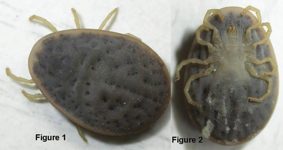 Fig. 1. Argas reflexus dorsal view (photo by J.N.