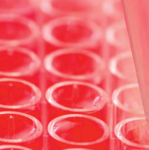 fot. Thinkstock Diagnostyka mikrobiologiczna ran pogryzieniowych STRESZCZENIE Infekcje ran kąsanych mają charakter wielobakteryjny i są odzwierciedleniem fl ory bakteryjnej zasiedlającej błony