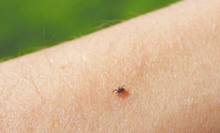so wa nej Wy dzia łu Ogrod nic twa, Bio tech no lo gii i Ar - chi tek tu ry Kra jo bra zu Szko ły Głów nej Go spo dar stwa Wiej skie - go w War sza wie, któ rzy pro wa dzą ba da nia tych pa ję cza