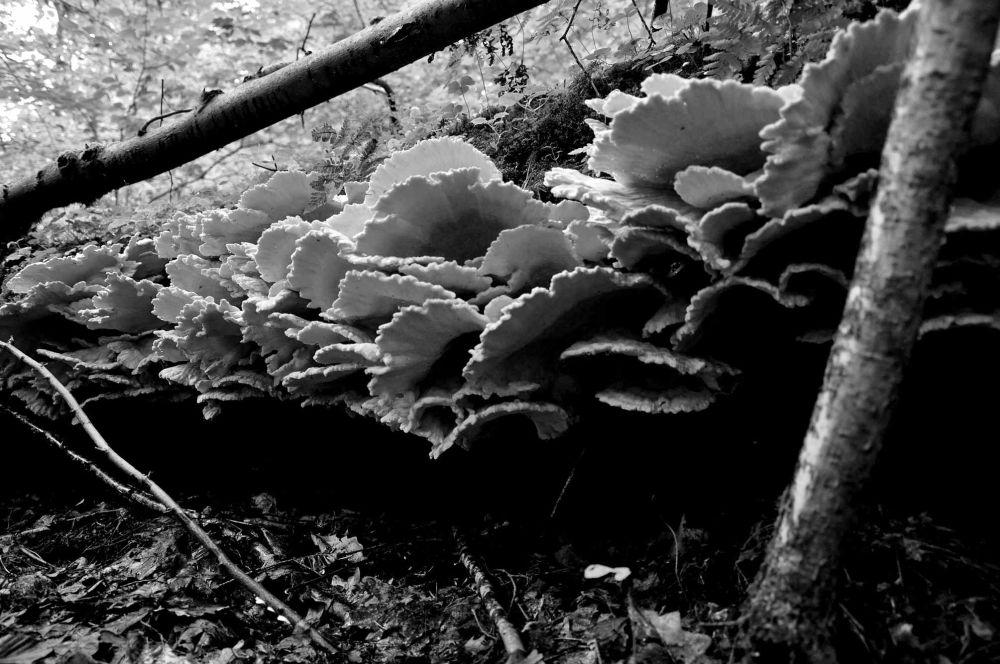Grzybowy raj Białowieża przewodnik osobisty W moich stronach rodzinnych, na piaszczystej glebie porosłej sosnowym lasem, rosło wiele grzybów jadalnych.