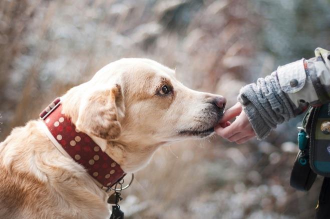 WIERNY PRZYJACIEL LABRADOR RETRIEVER Witajcie wielbiciele psiaków! W dzisiejszym artykule przedstawię wam niezwykle interesującą rasę labrador retriever. Żywię nadzieję, iż polubicie te czworonogi.
