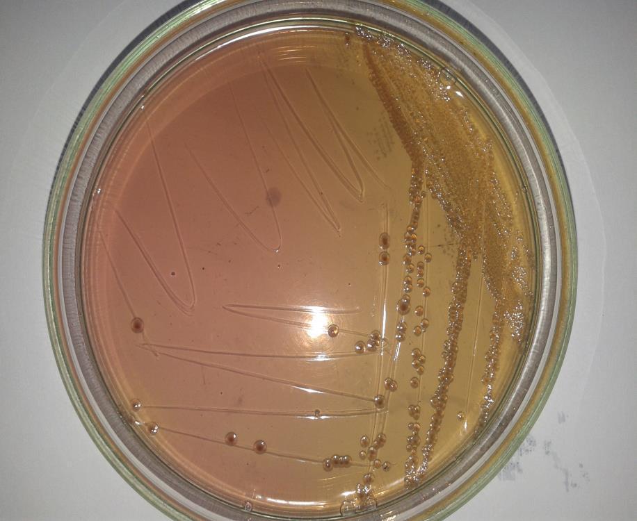 4. Podłoża bakteriologiczne i odczynniki diagnostyczne MacConkey z sorbitolem podłoże wybiórcza do wykrywania enterokrwotocznej pałeczki E.coli (EHEC) O157.