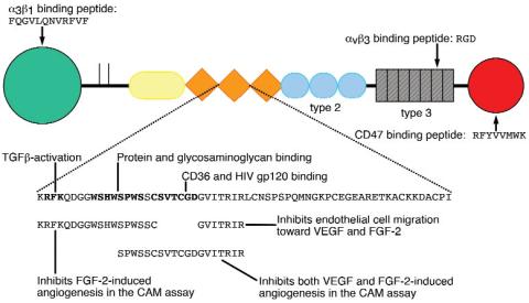 białko oddziaływanie z ECM receptor adhezja modulowanie czynników wzrostu formowanie ECM Trombospondyna-1 kolagen I, kolagen V, Integryna, ---- HGF (-), fibronektyna, laminina, CD-36 TGF-b (+)