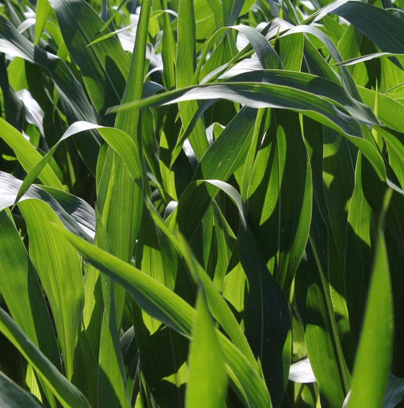 Vital KUKURYDZA jest wieloskładnikowym koncentratem do dolistnego dokarmiania kukurydzy o optymalnie dobranych składnikach pokarmowych niezbędnych do intensywnego ich rozwoju i wzrostu.