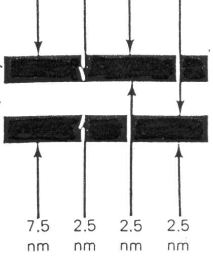 Lipidy