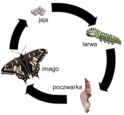 Pochodzenie ewolucyjne Lepidoptera Wczesna ewolucja owadów z przeobrażeniem zupełnym nie jest dobrze poznana.