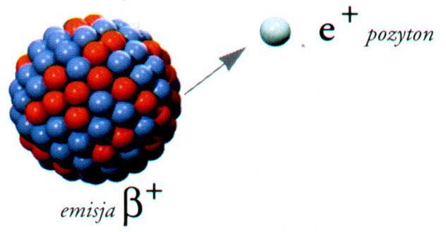 rozpad b Rozpad beta plus (b ) to reakcja, w której emitowany jest pozyton e + oraz neutrino. Proton zostaje zastąpiony neutronem.