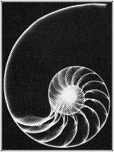 Spiralę Fibonacciego można też odnaleźć w kwiatach i szyszkach
