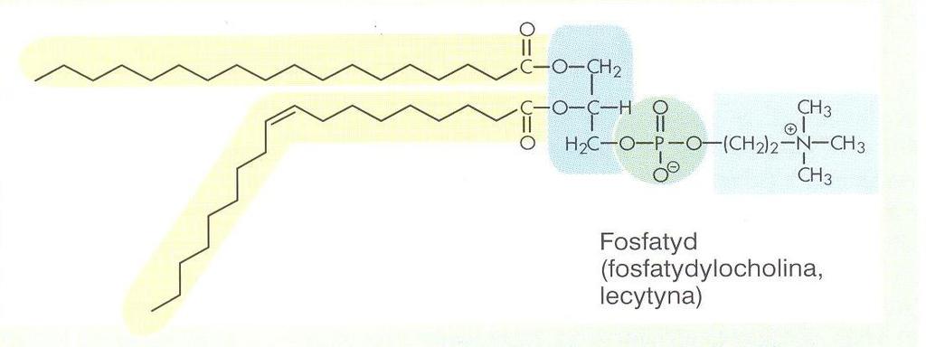 Jeśli w skład fosfoglicerydu wchodzi aminoalkohol etanoloamina (kolamina), to związek ten zwyczajowo nazywa się: kefalina, a jeśli w miejscu etanoloaminy znajduje się cholina, to jest to lecytyna.