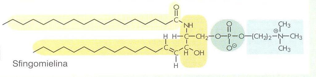 Sfingozyna łączy się z resztą kwasu tłuszczowego nie wiązaniem estrowym, a wiązaniem amidowym poprzez swoją grupę aminową. Taki związek to ceramid, który jest prekursorem sfingolipidów.