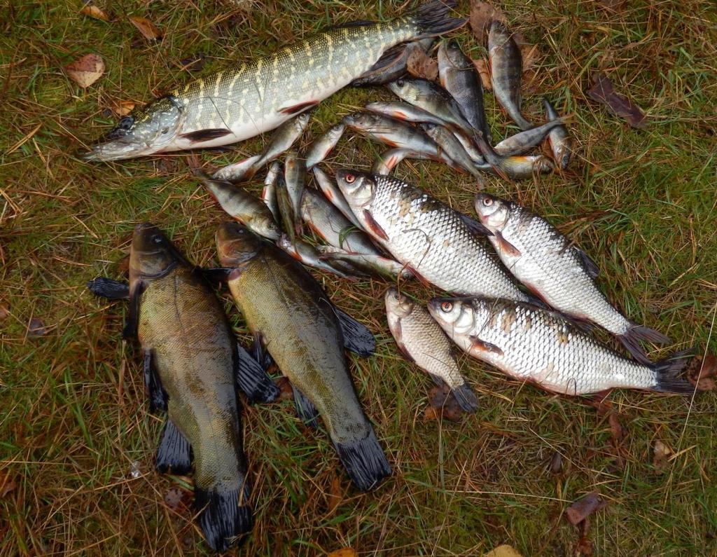 Zagęszczenie ryb w jeziorach lobeliowych jest wielokrotnie niższe niż w jeziorach harmonicznych, wydajność rybacka