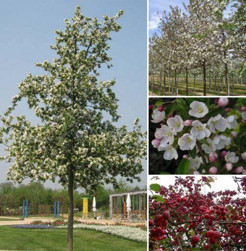 Jabłoń ozdobna `Red Sentinel` Niewielkie drzewo kwitnące w V na biało.