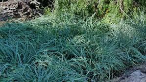 Turzyca (carex) `Remota` Zimozielona