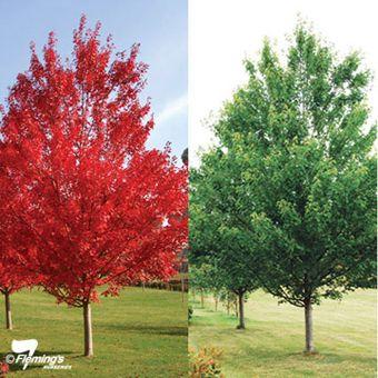 5. Klon czerwony RED SUNSET `Franksred` Drzewo z regularną