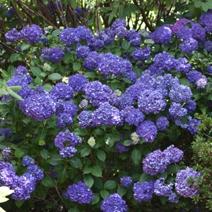 kwitnący krzew na niebiesko VI IX 1,5m 66 28.