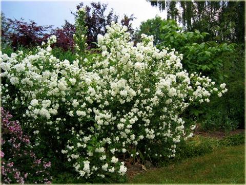 Irga szwedzka `Coral Beauty` Karłowy krzew okrywowy.