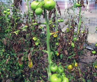 Zaraza ziemniaka na pomidorze Systematyka Królestwo: Chromista Gromada: Oomycota Rząd: Peronosporales Rodzina: Pythiaceae Gatunek: Phytophthora infestans Biologia W ostatnich latach choroba występuje