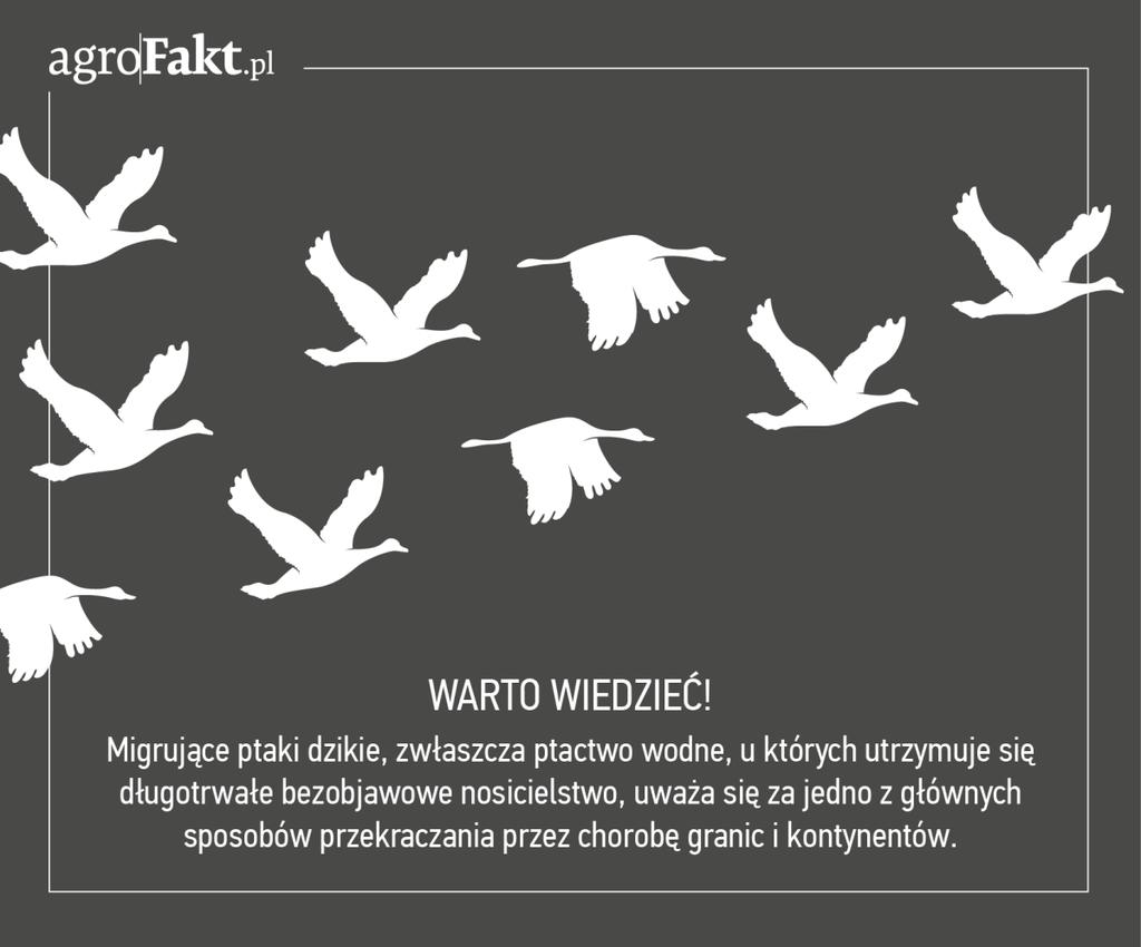 .pl https://www..pl Trzeba brać pod uwagę, że u ptaków dzikich ptasia grypa przechodzi zazwyczaj bezobjawowo!