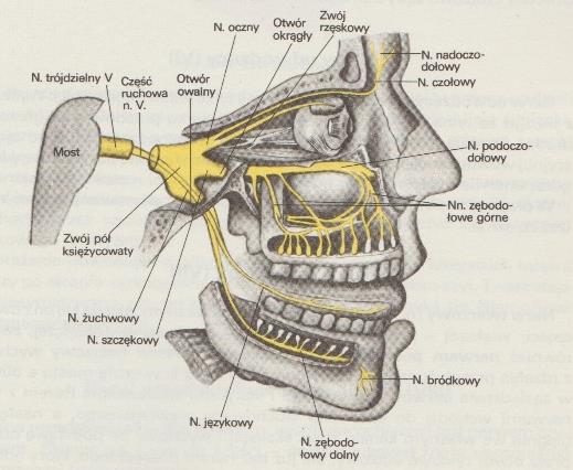 Nerw XII podjęzykowy odpowiada za ruchy całego języka. 2 Jeżeli nerwy czaszkowe odpowiadają za właściwą pracę narządów odpowiedzialnych za mowę, to ich uszkodzenie zakłóca ten proces.