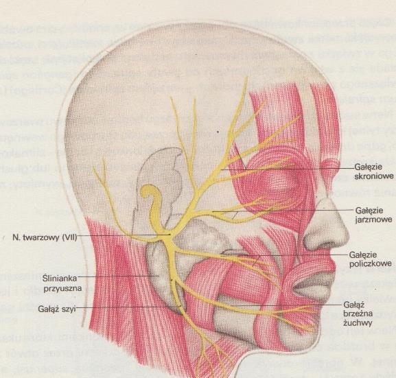 ulega czucie w obszarze mięśni mimicznych i ich koordynacja. Przy uszkodzeniu najniższej gałęzi nerwu dochodzi do porażenia mięśni żwaczowych powodując szczękościsk.