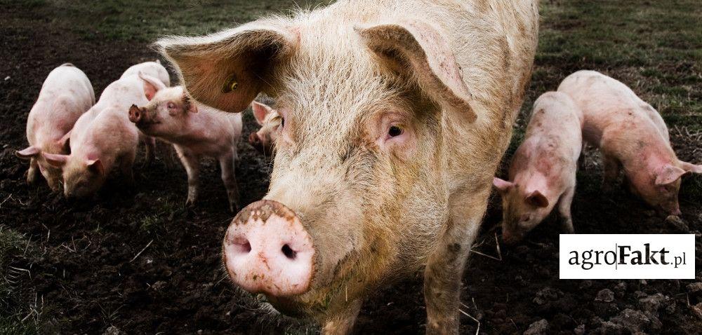 .pl https://www..pl Systemy krycia świń: inseminacja czy krycie naturalne? Autor: prof. dr hab. inż.