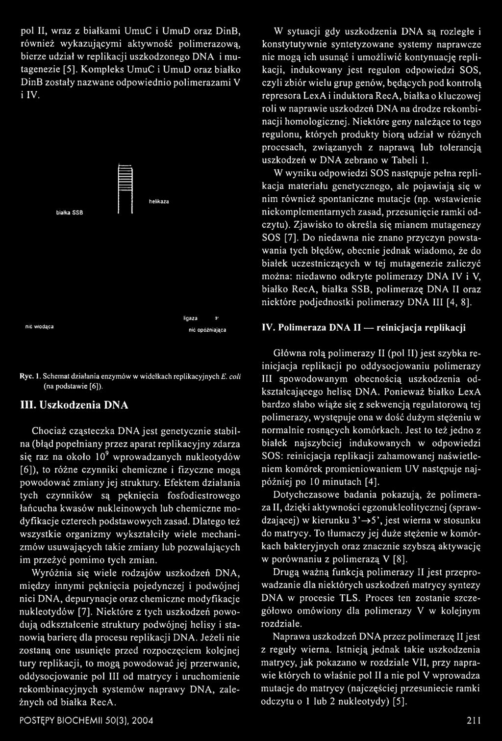 Niektóre geny należące to tego regulonu, których produkty biorą udział w różnych procesach, związanych z naprawą łub tolerancją uszkodzeń w DNA zebrano w Tabeli 1.