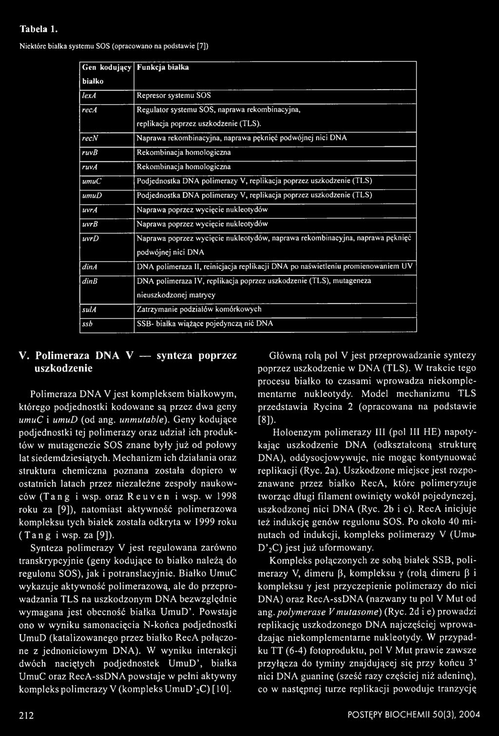 poprzez uszkodzenie (TLS) Podjednostka DNA polimerazy V, replikacja poprzez uszkodzenie (TLS) Naprawa poprzez wycięcie nukleotydów Naprawa poprzez wycięcie nukleotydów Naprawa poprzez wycięcie