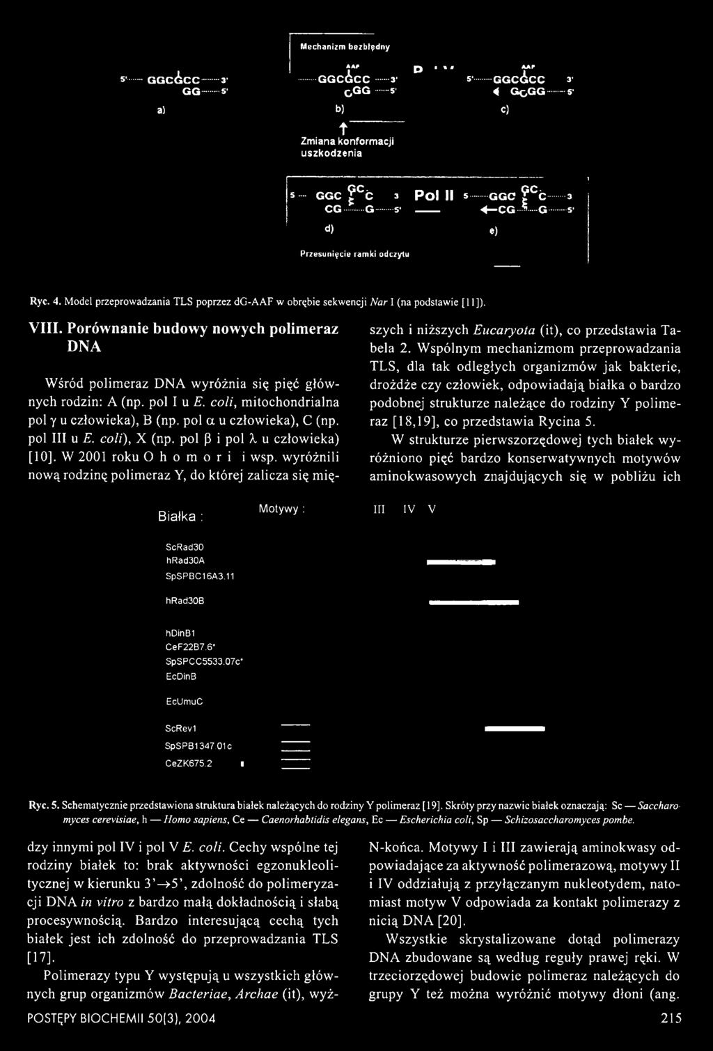 coli), X (np. poi P i poi X u człowieka) [10]. W 2001 roku O h o m o r i i wsp. wyróżnili nową rodzinę polimeraz Y, do której zalicza się mięszych i niższych Eucaryota (it), co przedstawia Tabela 2.