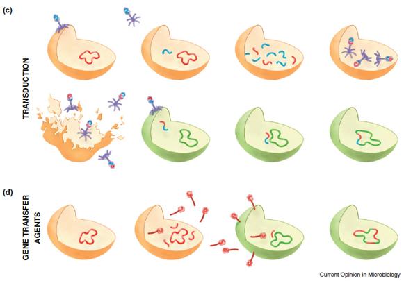 Mechanizmy u bakterii 17 Source: Sarah Schaack, Clément Gilbert, and Cédric Feschotte 2010.