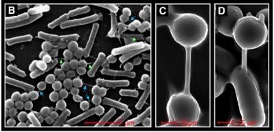 nanotubes mediate bacterial
