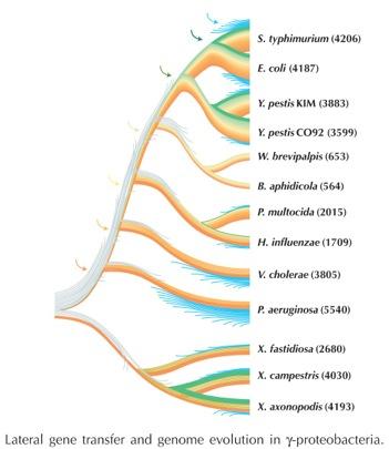 Udział HGT w ewolucji genomów bakterii 31 Drzewo zbudowane za pomocą sekwencji białek rdzeniowych (pomarańczowe) Duża