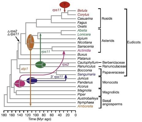 Mitochondria roślin 43 Bergthorsson, et al. 2003.